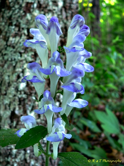 {Scutellaria montana}